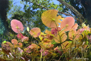 Nature's beauty by Raoul Caprez 